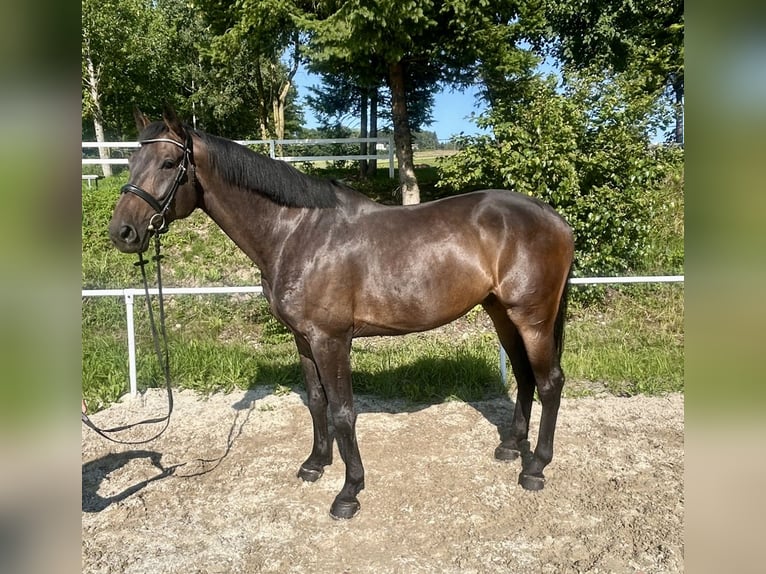 Zangersheider Gelding 5 years 16,3 hh Bay-Dark in Pelmberg
