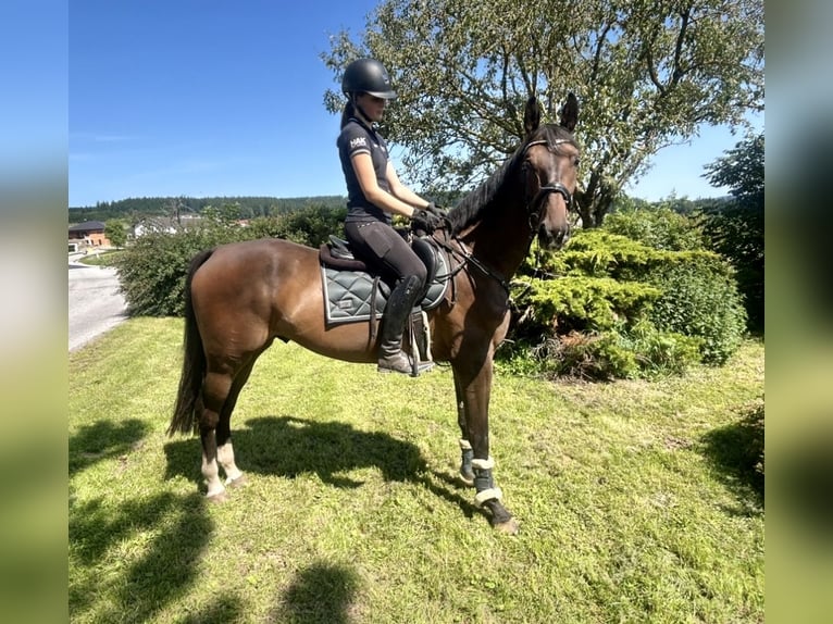 Zangersheider Gelding 5 years 16,3 hh Bay-Dark in Pelmberg