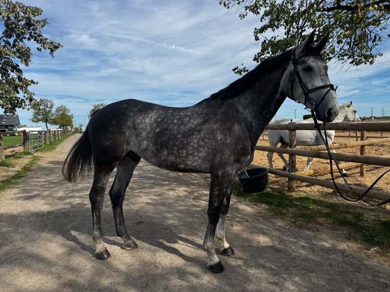 Zangersheider Gelding 5 years 16,3 hh Grey-Dapple in Grevenbroich