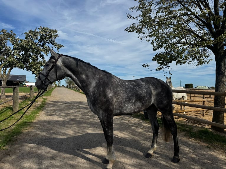 Zangersheider Gelding 5 years 16,3 hh Grey-Dapple in Grevenbroich