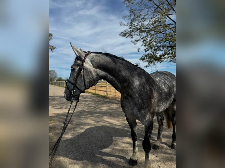 Zangersheider Gelding 5 years 16,3 hh Grey-Dapple in Grevenbroich