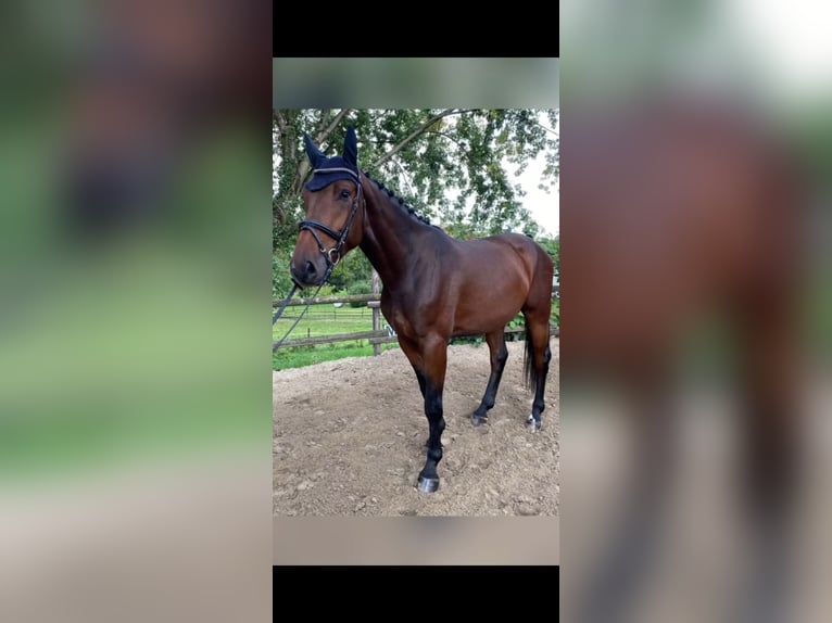 Zangersheider Gelding 5 years 17,1 hh Bay-Dark in Essen