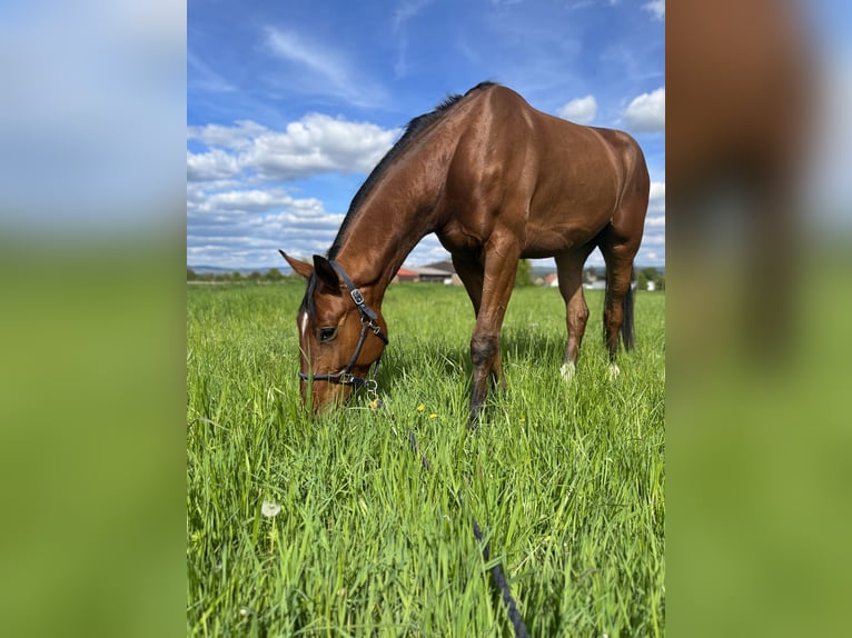 Zangersheider Gelding 5 years 17,1 hh Brown in Großostheim