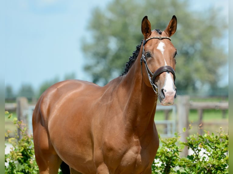 Zangersheider Gelding 5 years 17.1 hh Brown in Breda