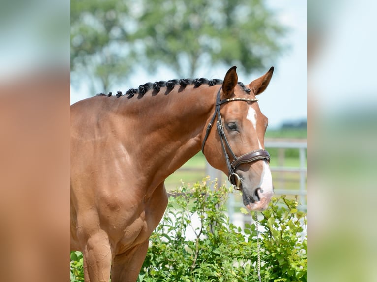 Zangersheider Gelding 5 years 17.1 hh Brown in Breda