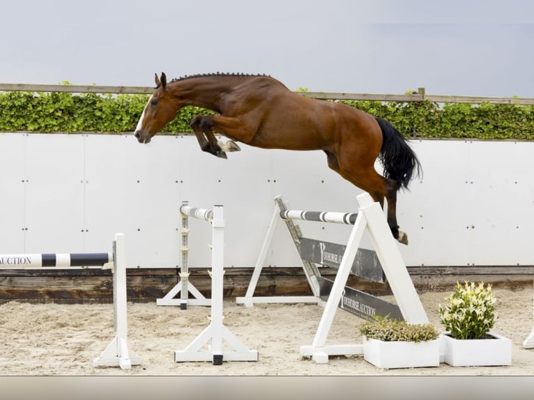 Zangersheider Gelding 5 years 17.1 hh Brown in Amstetten