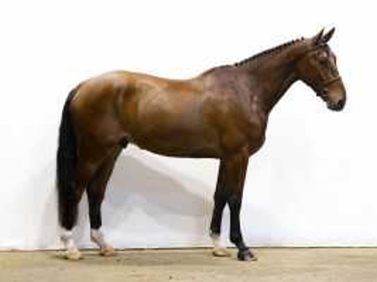 Zangersheider Gelding 5 years 17,2 hh Brown in Waddinxveen