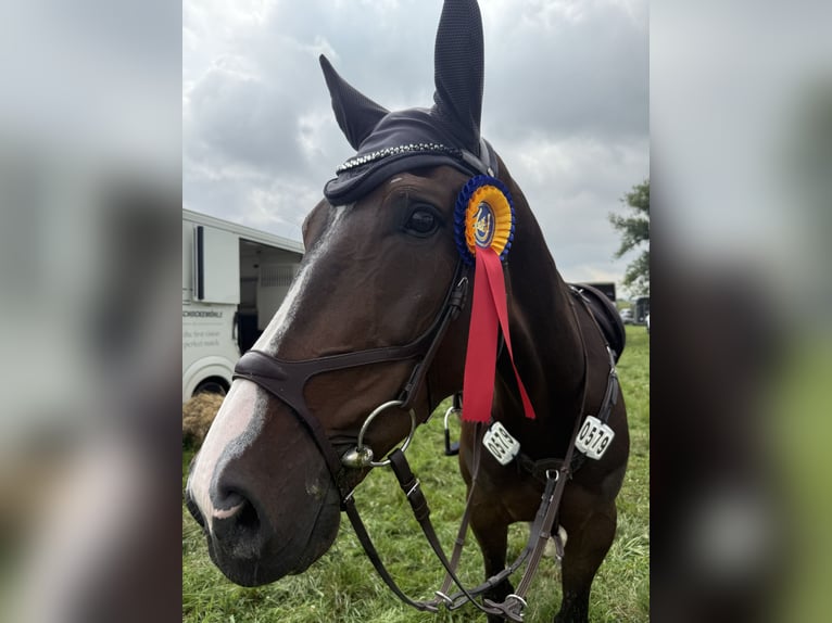 Zangersheider Gelding 5 years 17 hh Bay-Dark in Bad Driburg