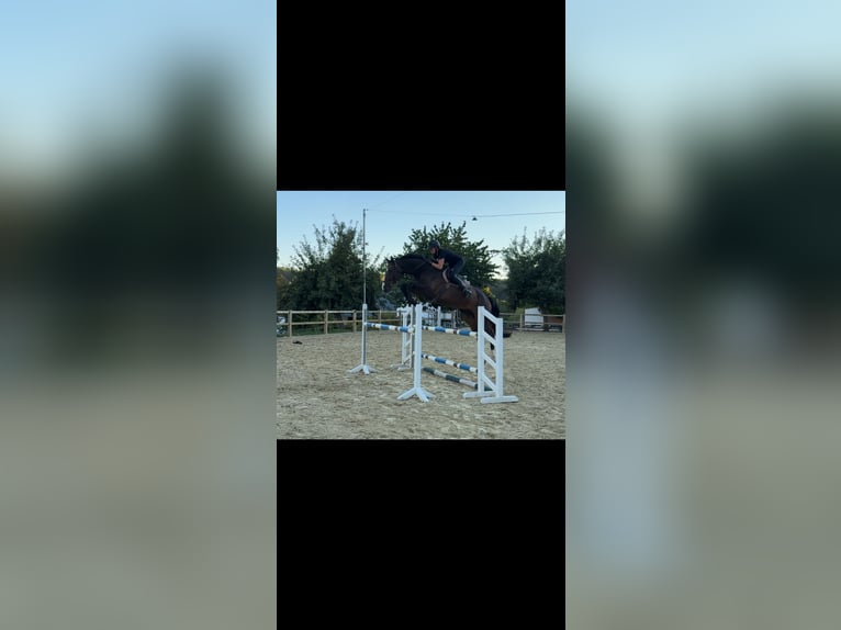 Zangersheider Gelding 5 years 17 hh Bay-Dark in Bad Driburg