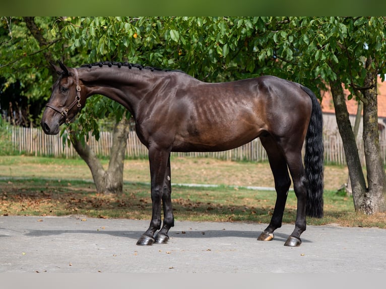 Zangersheider Gelding 5 years 17 hh Bay-Dark in GROTE-BROGEL
