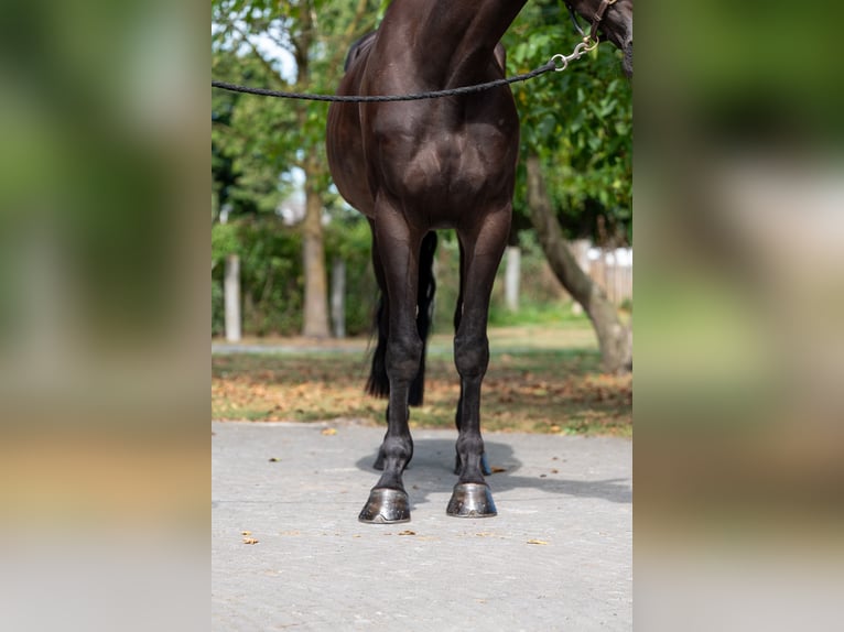 Zangersheider Gelding 5 years 17 hh Bay-Dark in GROTE-BROGEL