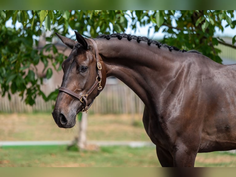 Zangersheider Gelding 5 years 17 hh Bay-Dark in GROTE-BROGEL