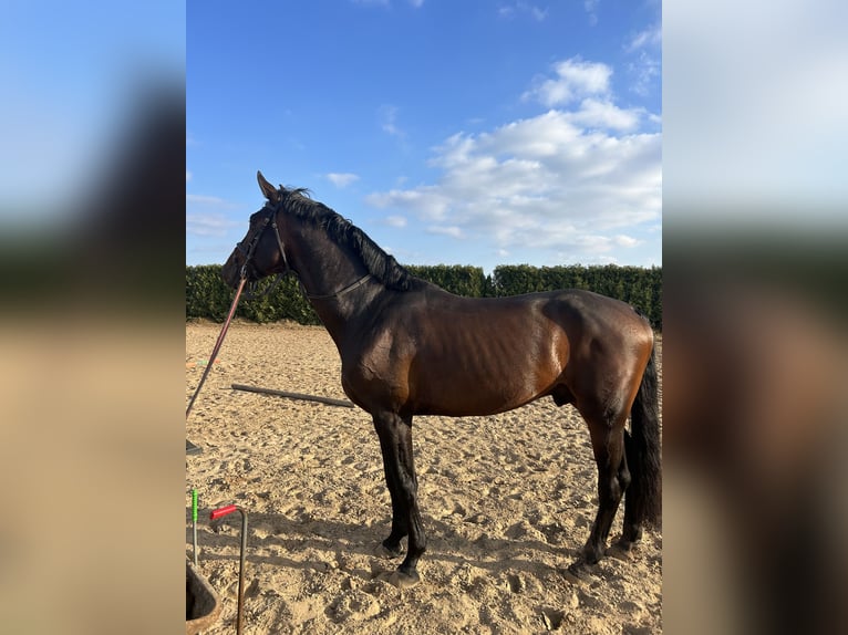Zangersheider Gelding 5 years 17 hh Bay-Dark in Kaunas