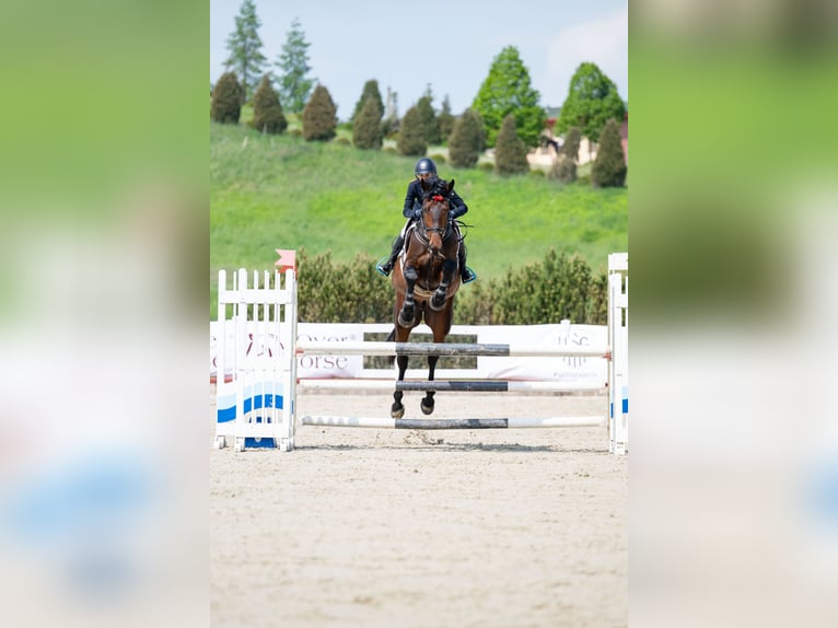Zangersheider Gelding 5 years 17 hh Bay-Dark in Kaunas