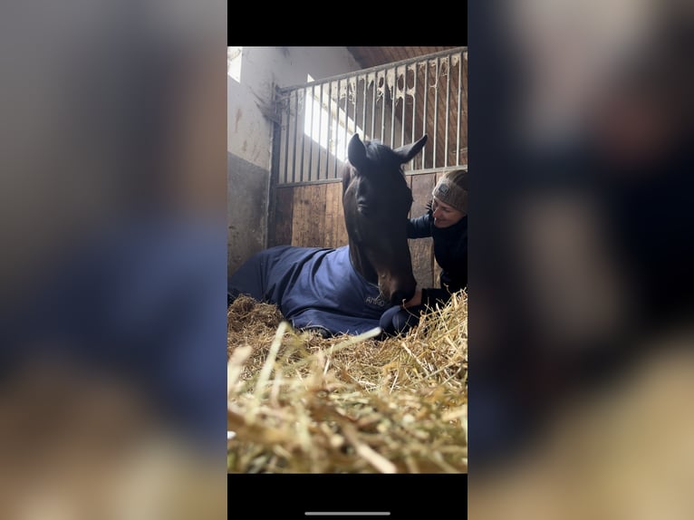 Zangersheider Gelding 5 years 17 hh Bay-Dark in Winterlingen