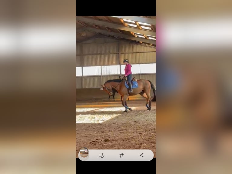 Zangersheider Gelding 5 years 17 hh Brown in Wörrstadt