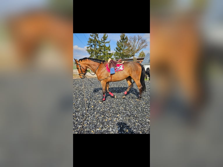 Zangersheider Gelding 5 years 17 hh Brown in Wörrstadt