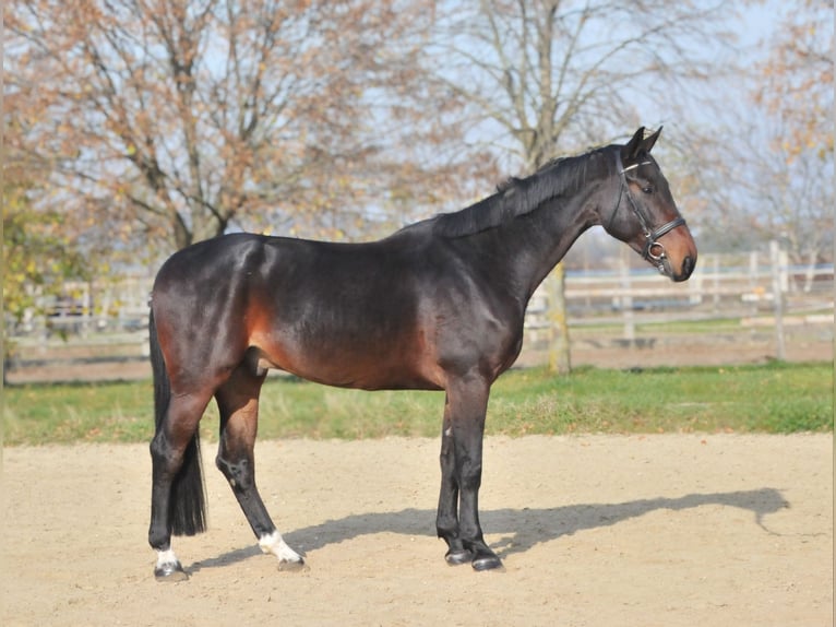 Zangersheider Gelding 5 years 17 hh Brown in Schattendorf