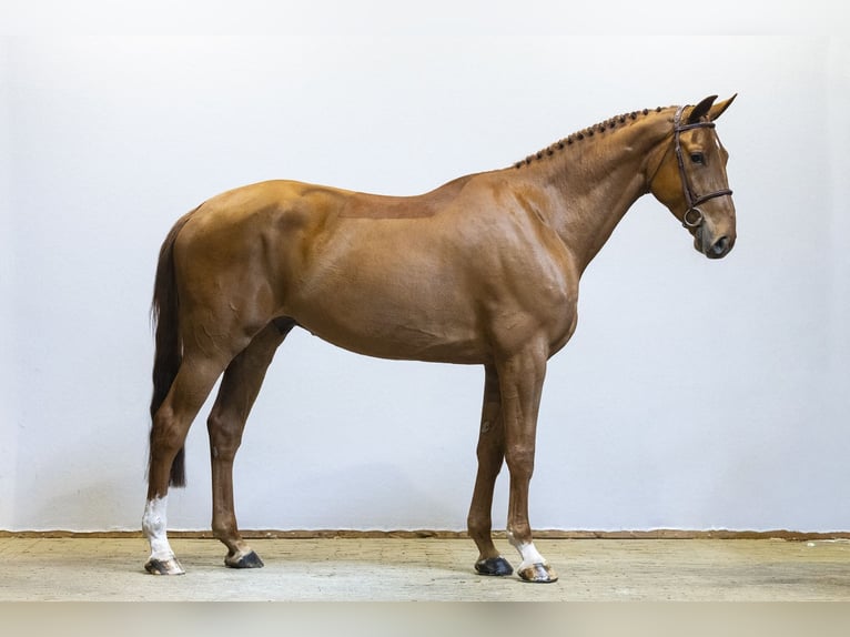 Zangersheider Gelding 5 years 17 hh Chestnut-Red in Waddinxveen