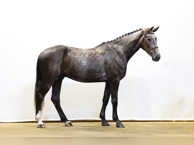 Zangersheider Gelding 5 years 17 hh Chestnut in Waddinxveen