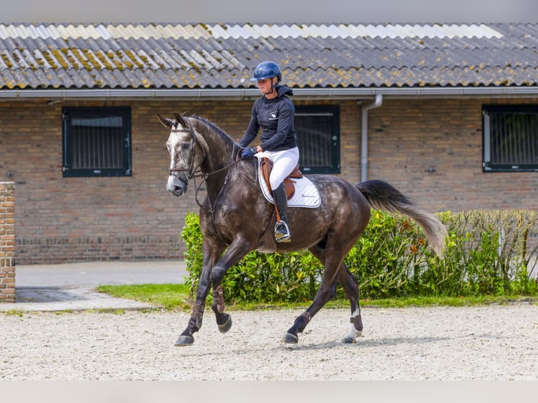Zangersheider Gelding 5 years 17 hh Chestnut in Waddinxveen