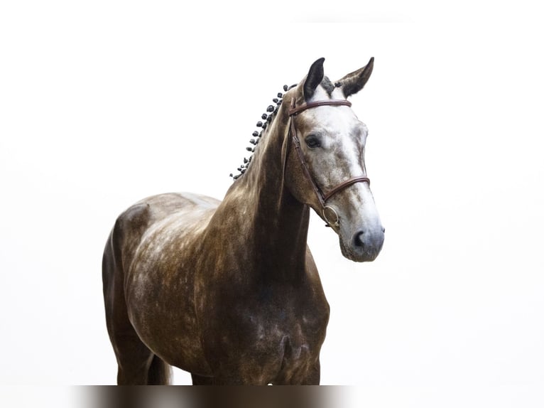 Zangersheider Gelding 5 years 17 hh Chestnut in Waddinxveen