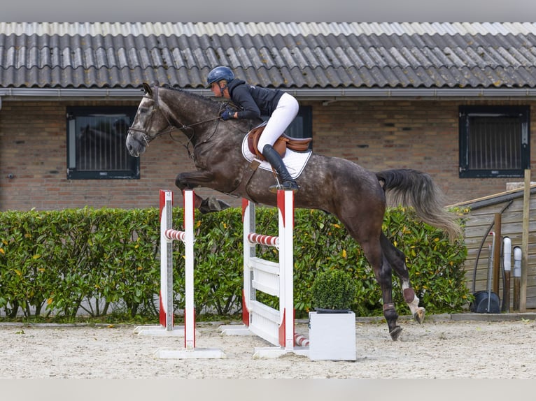 Zangersheider Gelding 5 years 17 hh Chestnut in Waddinxveen