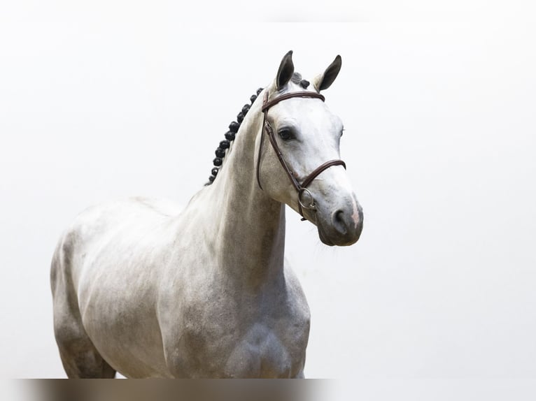 Zangersheider Gelding 5 years 17 hh Gray in Waddinxveen