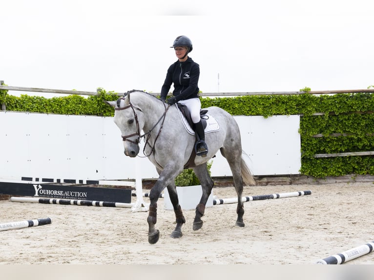 Zangersheider Gelding 5 years 17 hh Gray in Waddinxveen