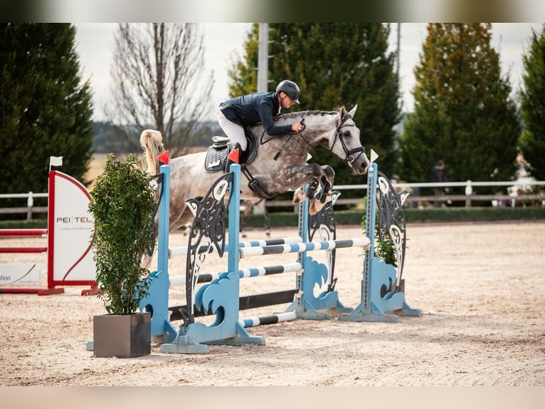 Zangersheider Gelding 5 years 17 hh Grey-Dapple in Nidda