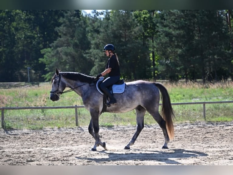 Zangersheider Gelding 5 years 17 hh Grey in Santok