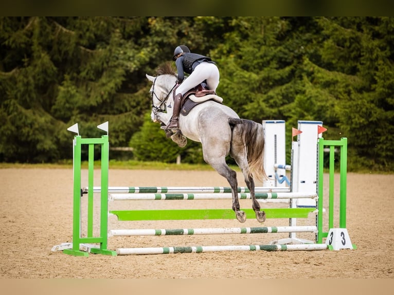 Zangersheider Gelding 5 years 17 hh Grey in Prague