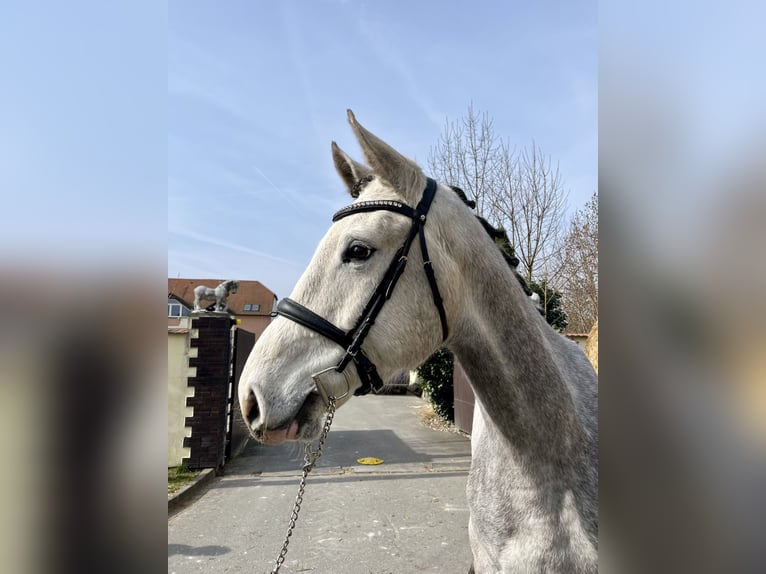 Zangersheider Gelding 5 years 17 hh Grey in Prague