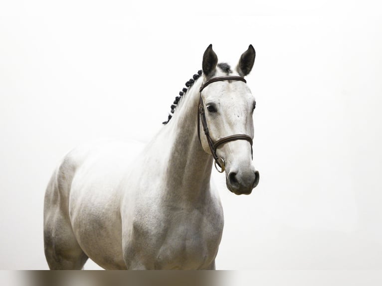 Zangersheider Gelding 5 years 17 hh Grey in Waddinxveen