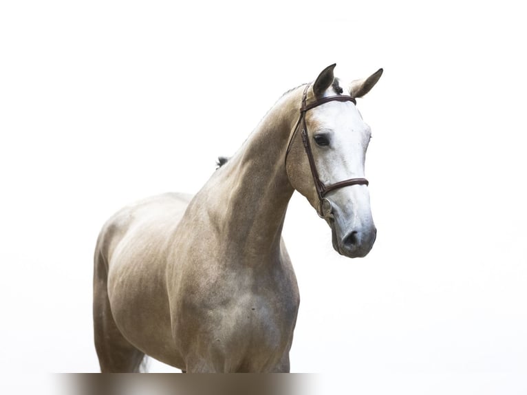 Zangersheider Gelding 5 years 17 hh Grey in Waddinxveen