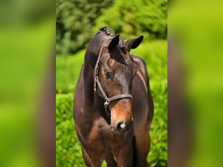 Zangersheider Gelding 5 years 17,1 hh Bay-Dark in Bladel