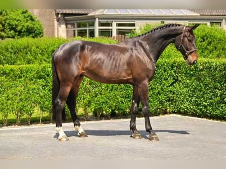 Zangersheider Gelding 5 years 17,1 hh Bay-Dark in Bladel