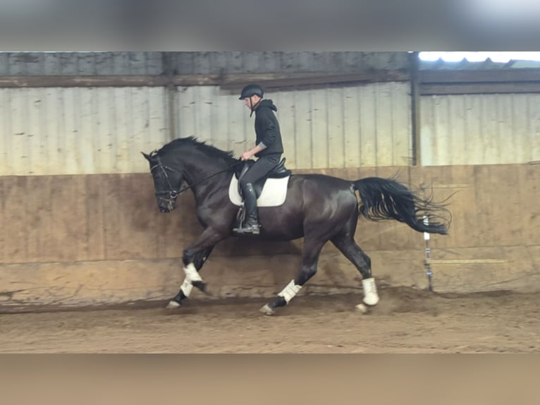 Zangersheider Gelding 5 years 17,1 hh Black in Wijk en Aalburg