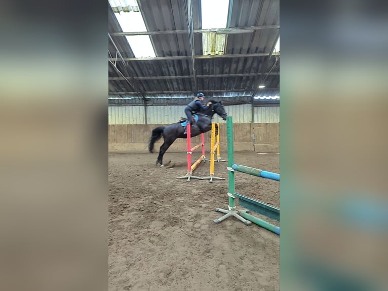 Zangersheider Gelding 5 years 17,1 hh Black in Wijk en Aalburg