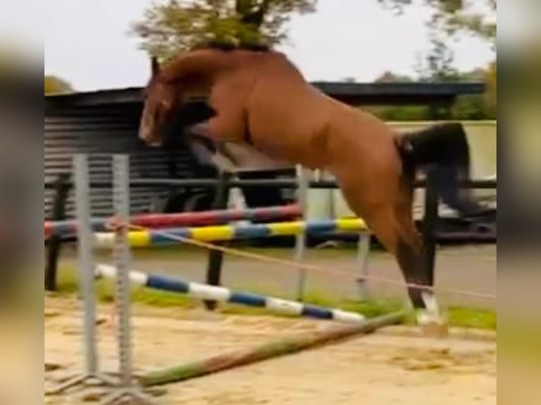 Zangersheider Gelding 5 years 17,1 hh Brown in DenekampDenekamp
