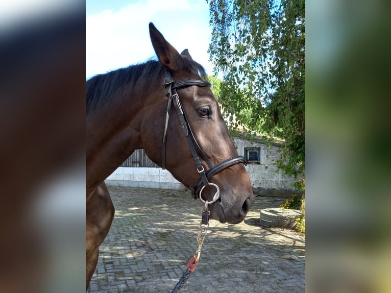 Zangersheider Mix Gelding 5 years 17,1 hh Brown in Hegelsom