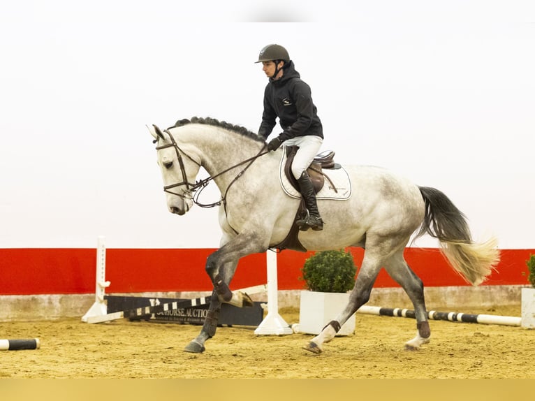 Zangersheider Gelding 5 years 17,1 hh  in Waddinxveen