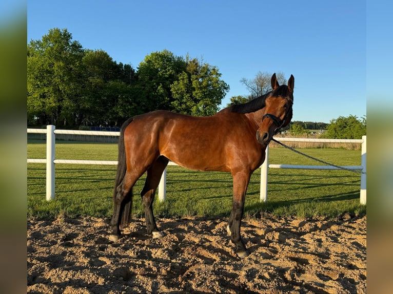 Zangersheider Gelding 5 years 17,2 hh Bay-Dark in Czerniewo