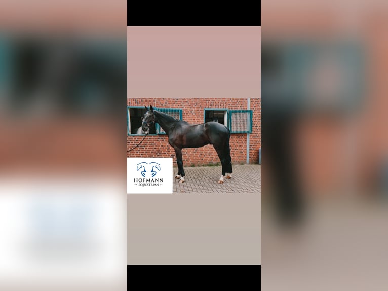 Zangersheider Gelding 5 years 18 hh Smoky-Black in Nettetal