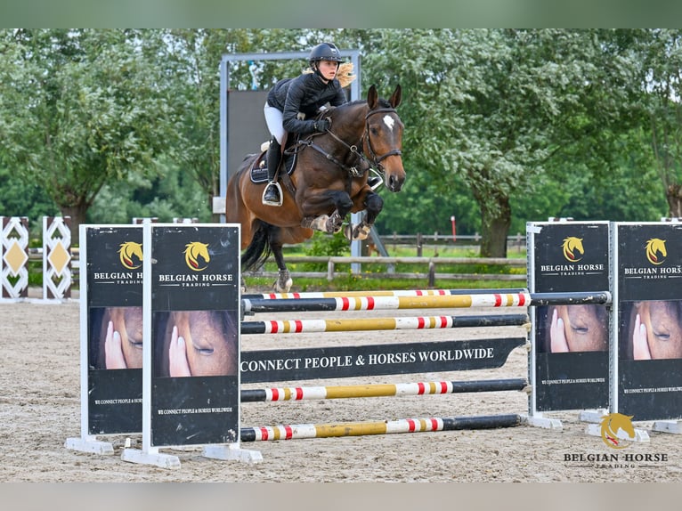 Zangersheider Gelding 5 years Bay-Dark in Sint-Katelijne-Waver