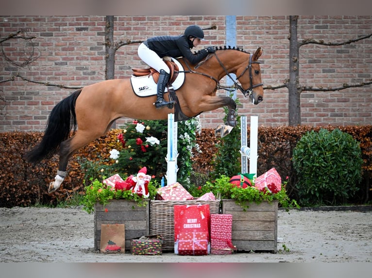 Zangersheider Gelding 5 years Brown in Bladel