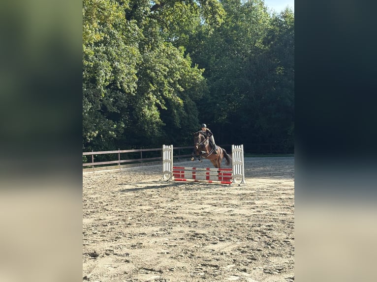 Zangersheider Gelding 5 years Brown in Nettersheim