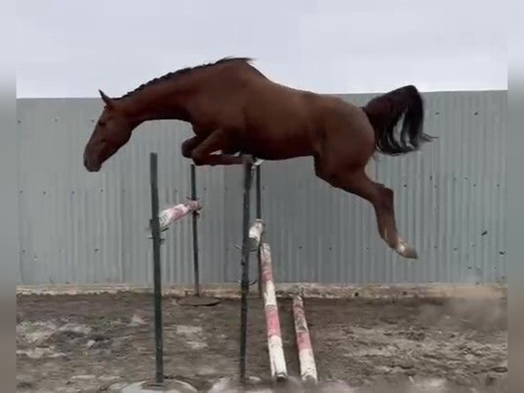 Zangersheider Gelding 5 years Chestnut-Red in SAFARA