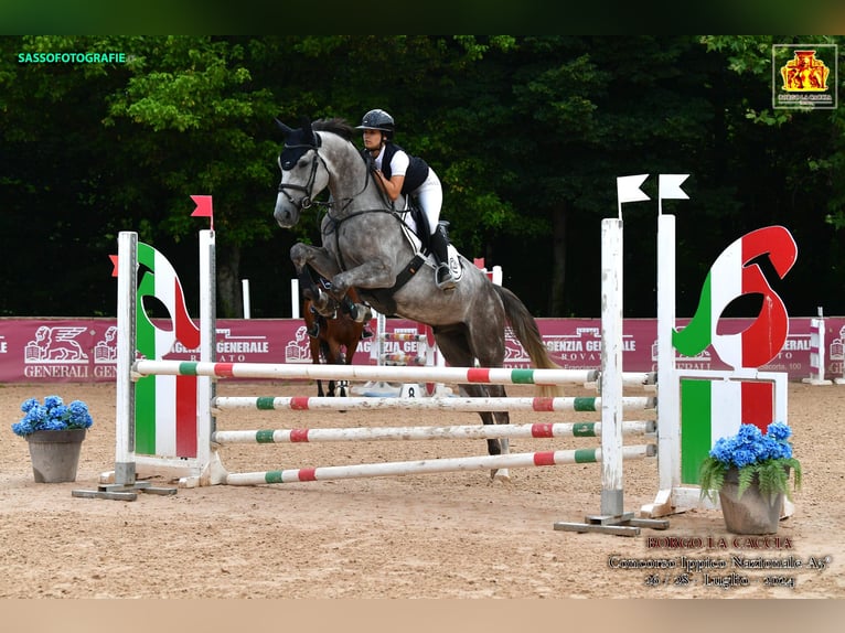 Zangersheider Gelding 5 years Gray in S Gravenwezel