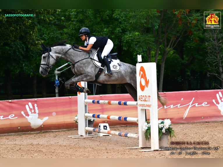 Zangersheider Gelding 5 years Gray in S Gravenwezel